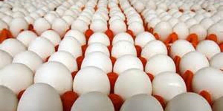تخم مرغ ایران به ۱۰ کشور جهان صادر می‌شود