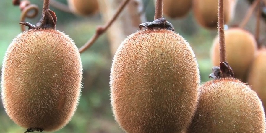 مدیرکل میوه‌های گرمسیری و نیمه‌گرمسیری: درآمد ۱۰۰ میلیون دلاری صادرات کیوی/ ایران چهارمین تولید‌کننده کیوی جهان است