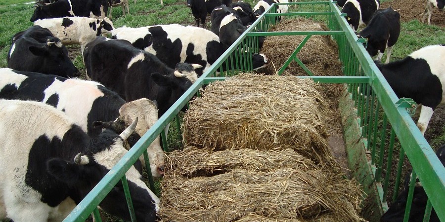 افزایش قیمت تولید محصولات گاوداری / کاهش ۰٫۳۷ درصدی قیمت شیر زمستان ۹۴