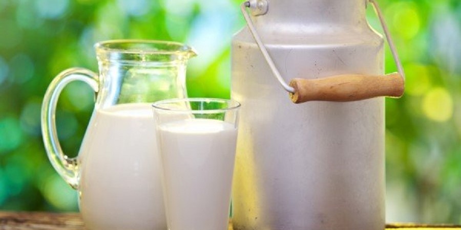 بهبود کیفیت شیر در گاوداری‌های صنعتی کشور با تولید بلوس‌های خوراکی کندرهش