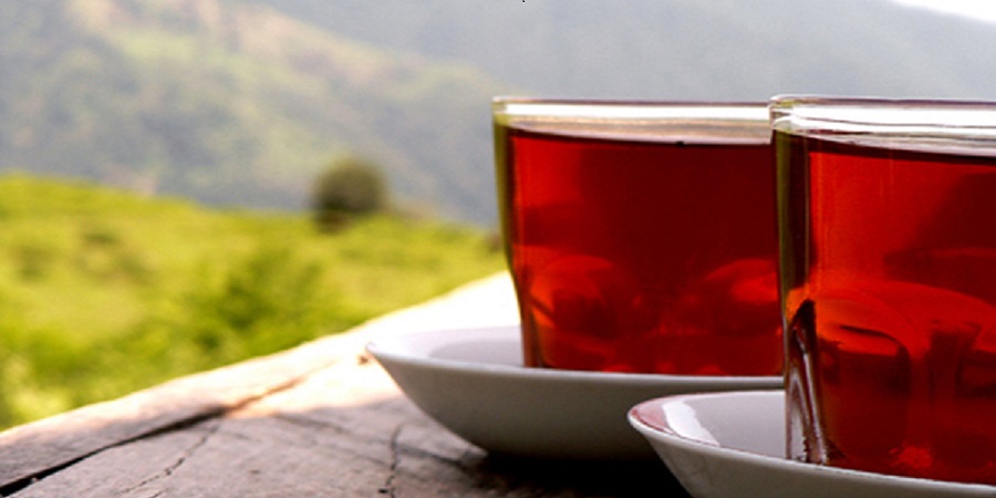 رییس سازمان چای کشور اعلام کرد: تولید ۱۹ هزار و ۲۰۰ تن چای در کشور
