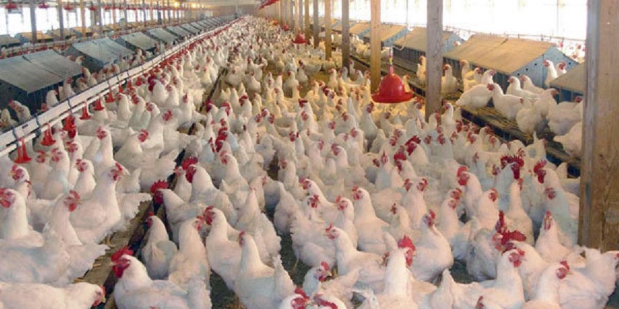 صادرات ماهیانه مرغ به ۶ هزار تن رسید/ ۲۵ هزار تن مازاد تولید