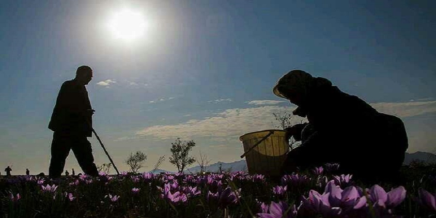 یک مقام مسئول وزارت جهاد اعلام کرد:ایران تولیدکننده گران‌ترین ادویه جهان/ تولید ۲۸۰تن زعفران در کشور