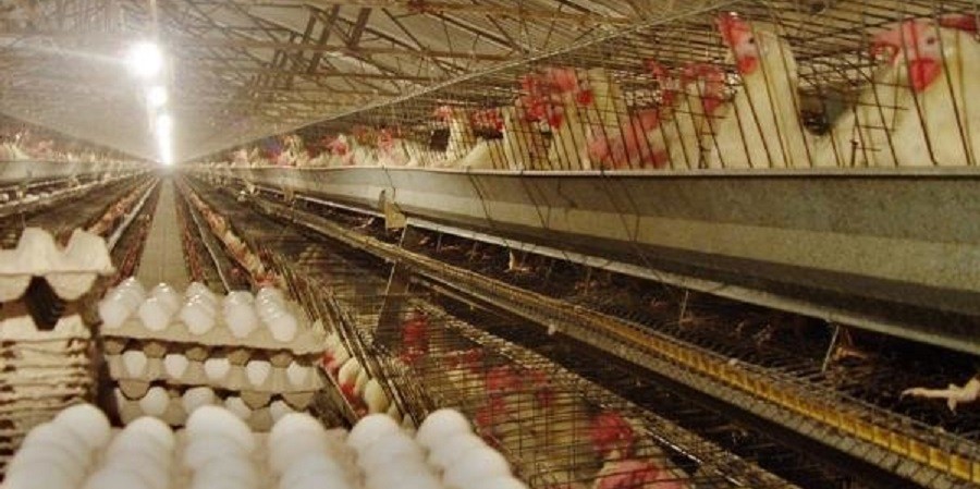 در بهار امسال / شاخص قیمت تولیدکننده مرغ صنعتی کشور ۳٫۶ درصد کاهش یافت