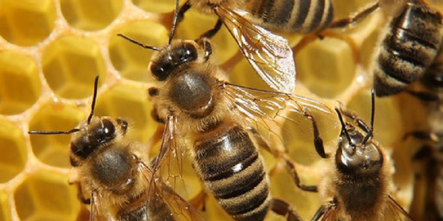 زنبورهایی که ما نادانسته از آنها متنفریم!