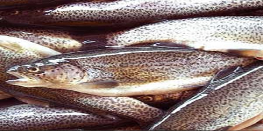 رئیس اتحادیه تعاونی‌های کشاورزی ماهیان سردآبی کشور: برنامه ۵ ساله برای توقف واردات تخم قزل آلا/ صرفه جویی ارزی ۵ میلیون دلاری