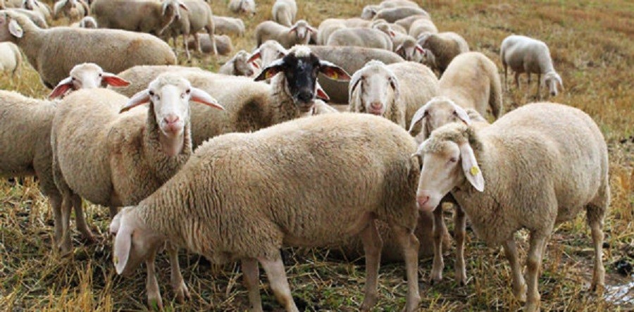 فرانسه به بازار گوشت ایران هم وارد شد!/ واردات ۱۳ هزار راس گوسفند فرانسوی