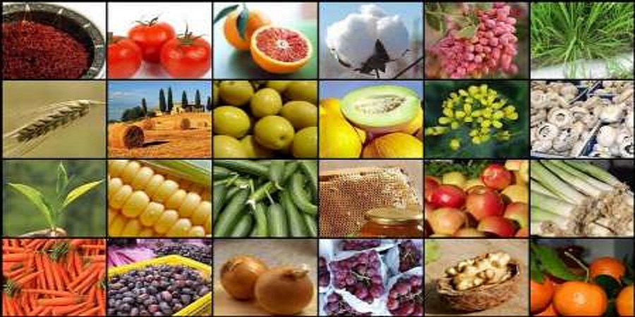 فائو اعلام کرد:جایگاه مهم ایران در تولید ۲۰ محصول کشاورزی در جهان