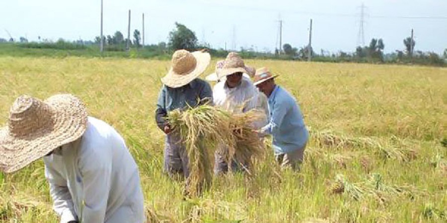 بخش کشاورزی در اقتصاد کشور پیشرو است