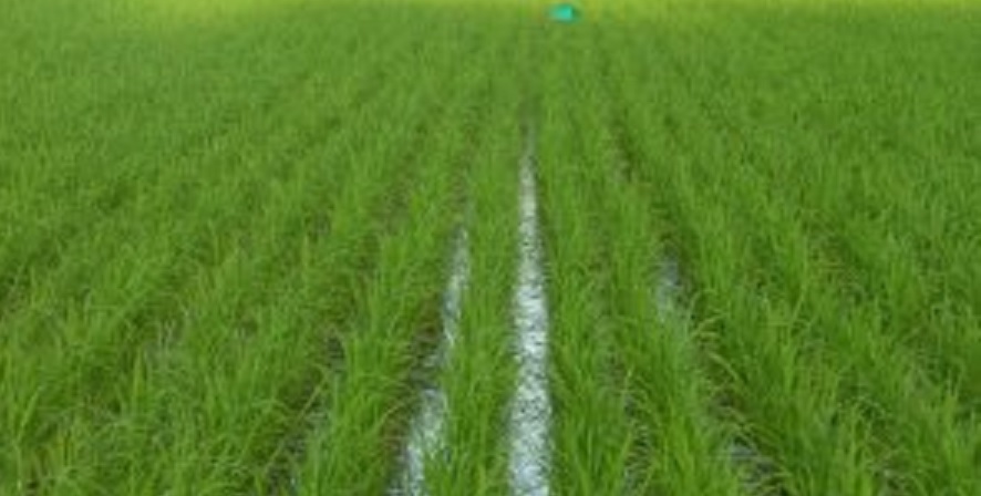 مدیرعامل شرکت آب منطقه‌ای اصفهان خبر داد:  کاهش ۷۵ درصدی سطح کشت برنج در استان اصفهان