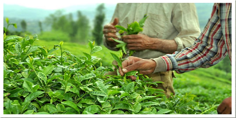 احتمال افزایش ۱۰ تا ۶۰ درصدی قیمت چای/ سرما برگ چای سبز را زد