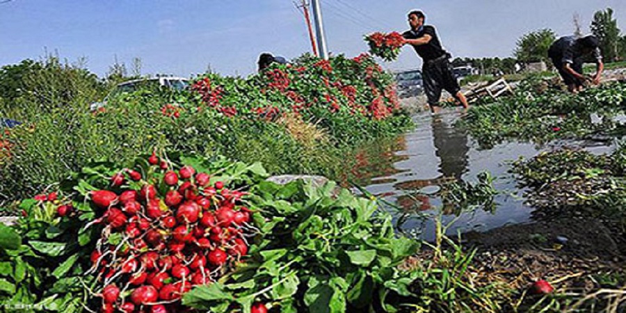 رئیس سازمان جهاد کشاورزی تهران:سبزی‌های تهران دیگر با پساب خام آبیاری نمی‌شود