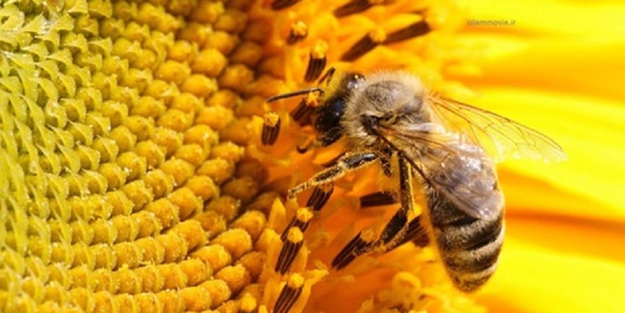 رئیس اتحادیه سراسری زنبورداران: پدیده ریزگردها با منشا شیمیایی، تولید عسل را با خطر مواجه کرد