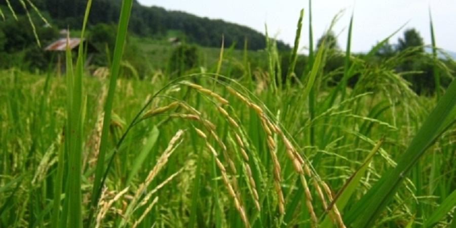 همایش ملی برنج در ساری آغاز شد/ سرانه ۳۵ کیلوگرمی مصرف برنج