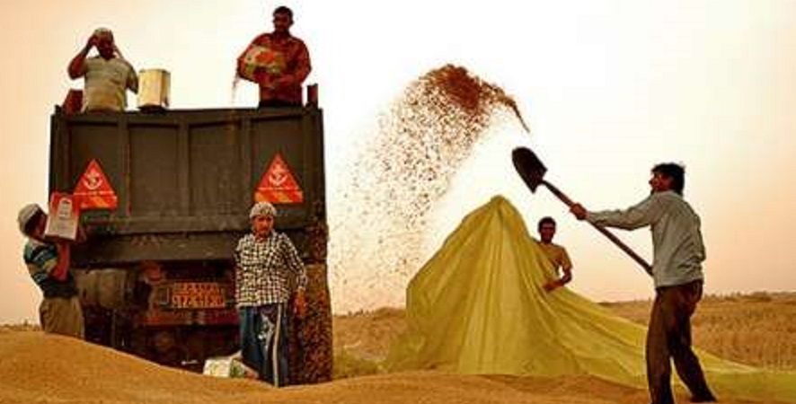 مجری طرح گندم؛ میزان تولید گندم از هر مترمکعب آ‌ب ۵۰۰گرم افزایش یافت