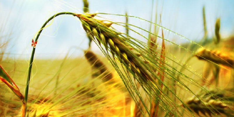 افزایش ۱۰ دلاری قیمت گندم در بازارهای جهانی/رشد قیمت ها همچنان ادامه دارد