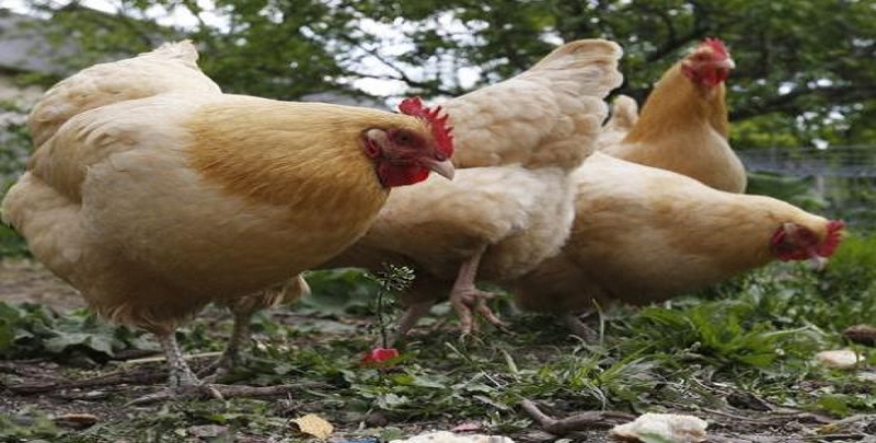 رهاشدگی ۴۰ ساله صنعت مرغ در کشور