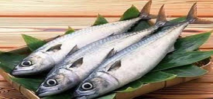 افزایش ۳۰ تا ۳۵ درصدی نرخ نهاده آبزیان/ قیمت ماهی به کیلویی ۱۰۰ هزار تومان رسید