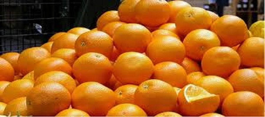 آزاد شدن واردات پرتقال و نارنگی در سال فراوانی تولید به صلاح کشور نیست