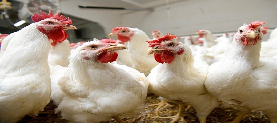 آنفلوآنزای مرغی از ایران پر کشید/ صادرات از سر گرفته شد