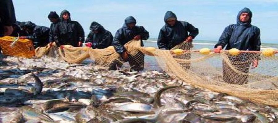 صادرات آبزیان ۴۲ درصد افزایش یافت/کاهش صادرات برخی ماهی‌ها