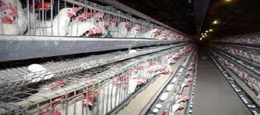 رئیس سازمان جهاد کشاورزی آذربایجان‌شرقی: ۲۰ درصد مرغ تخم‌گذار کشور در آذربایجان‌شرقی است