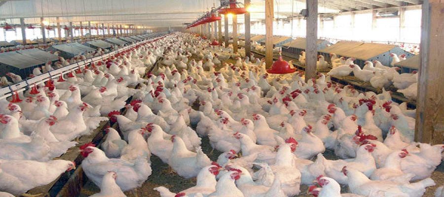 مدیرعامل اتحادیه مرغداران استان:  مرغداری‌های اردبیل با کمبود نقدینگی مواجه هستند