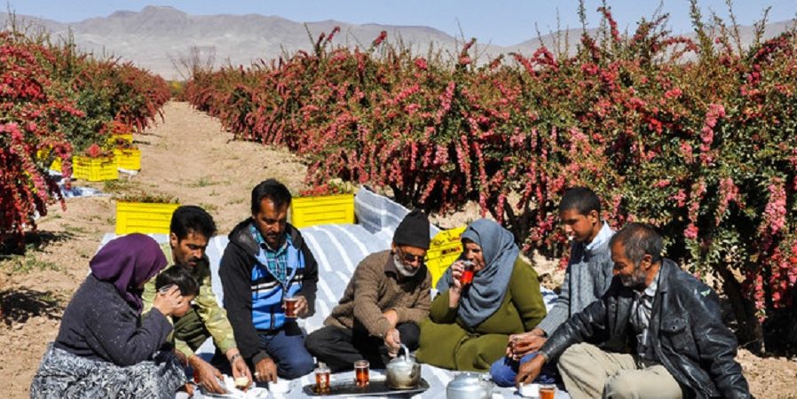رئیس سازمان جهادکشاورزی استان تاکید کرد:ضرورت ایجاد بازارهای جهانی برای زرشک خراسان جنوبی