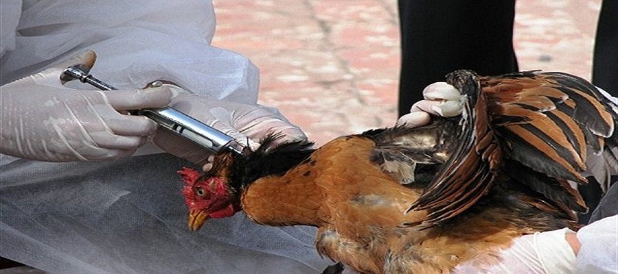 گونه جدید آنفلوانزای مرغی کشورهای آسیایی را درگیر کرد/ هشدار به مرغداران ایرانی