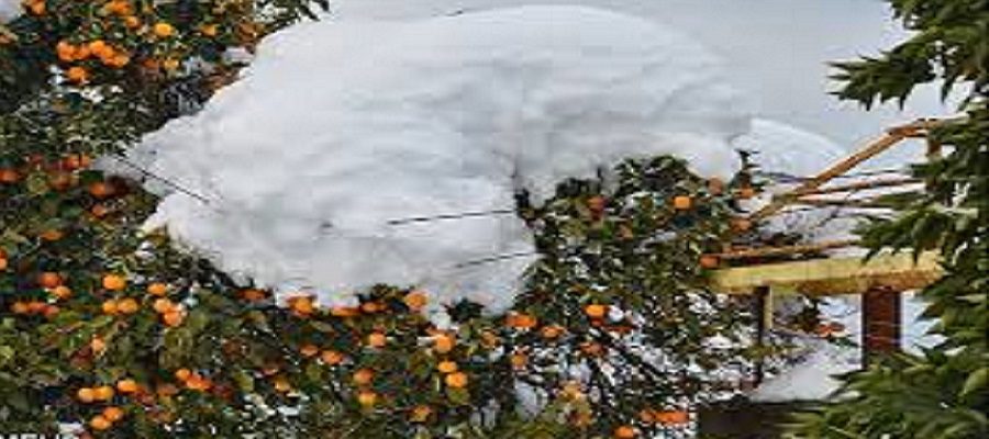 باغداران سردرگم در انتظار حمایت دولت/با ورود موج جدید سرما پرتقال سالم روی درخت باقی نمی ماند
