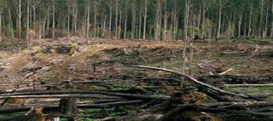 بهره‌برداری تجاری از جنگل‌های کشور ۱۰ سال دیگر متوقف می‌شود