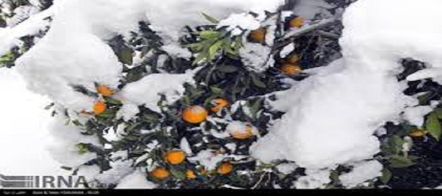 گزارش خسارت ۱۱۶۷میلیارد تومانی سرما به باغات شمال روی میز رئیس‌جمهور