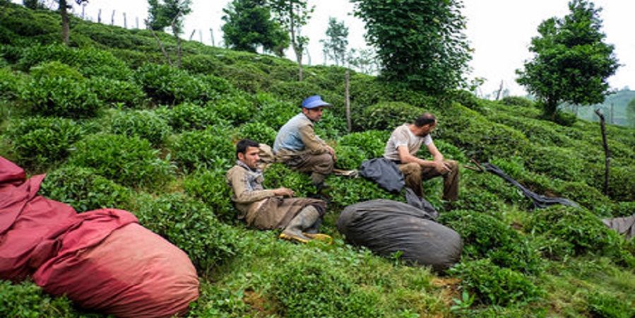 رییس سازمان چای خبر داد: افزایش ۲۳۰ درصدی درآمد چایکاران