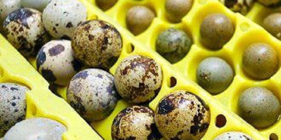 کسب درآمد ماهانه ۶ میلیون تومان به فروش تخم بلدرچین