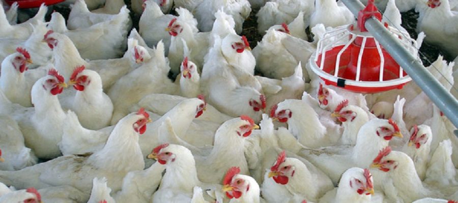 مدیرعامل سازمان اقتصادی کوثر: وزن زیاد مرغ‌های ایران مانع از صادرات است