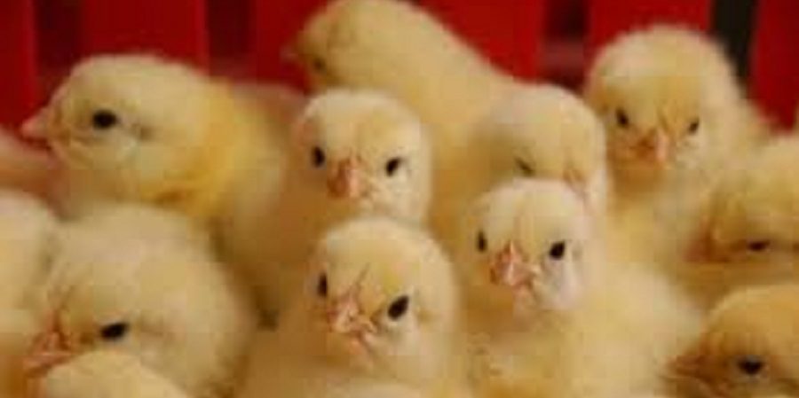 ۲۴۷ میلیون قطعه جوجه‌ریزی در ۲ ماه اخیر انجام شد/ کاهش قیمت مرغ در راه است