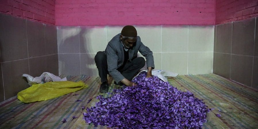 هرگونه خروج پیاز زعفران از کشور ممنوع است