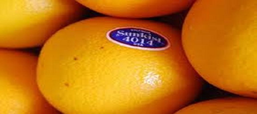 واکنش‌ها به واردات ۲۰ هزارتن پرتقال مصری به کشور؛ کمر به نابودی تولید داخلی بسته‌اند/ وزیر پاسخگو باشد