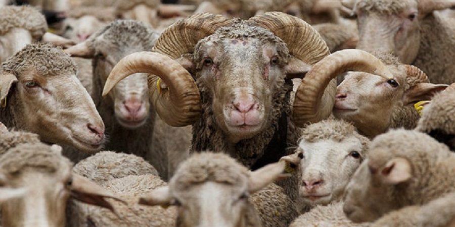 کشتار ۵.۶ میلیون رأس بز و گوسفند در کشور در فصل بهار ۱۴۰۰