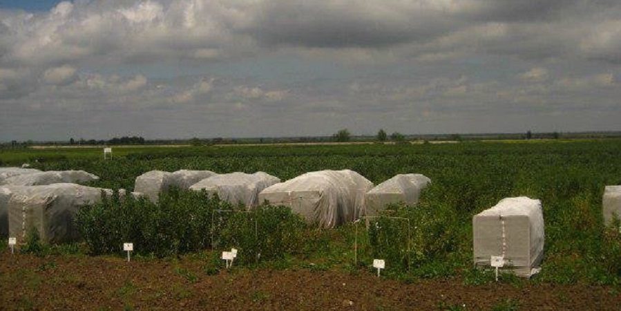 عضو هیئت‌علمی بخش تحقیقات کشاورزی گلستان:پنج رقم جدید باقلا در کشور معرفی می‌شود  کشاورزی