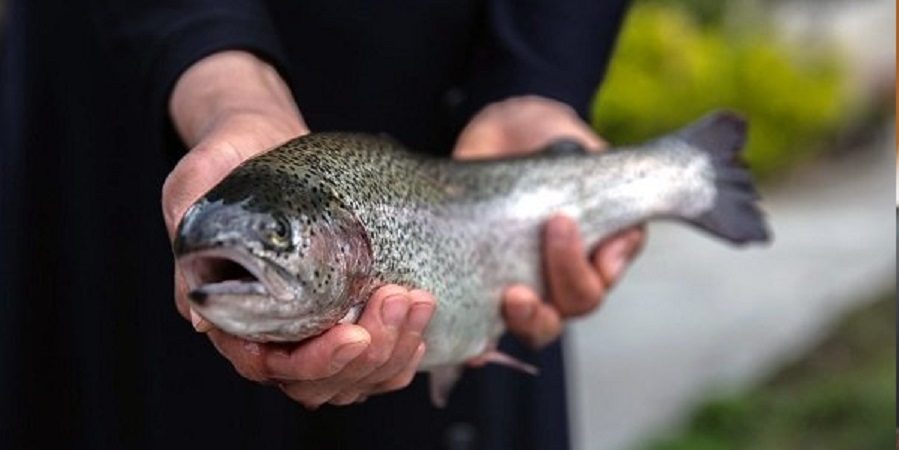 رکورد شکنی صادرات ماهی قزل آلا