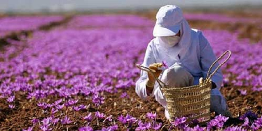 مشاور وزیر جهاد کشاورزی: امسال ۴۳۰ تن زعفران تولید می‌شود