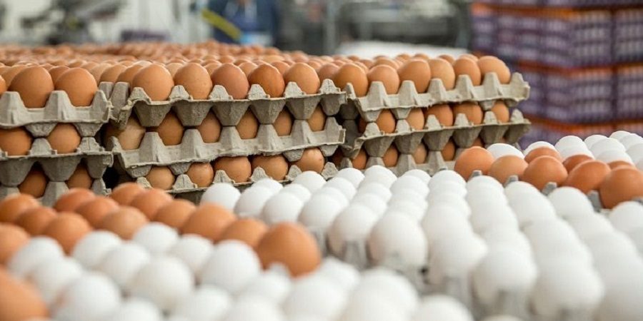 اخطار وزارت جهاد کشاورزی به مرغداران/ تخم‌مرغ را گران کنید، تعزیراتی می‌شوید