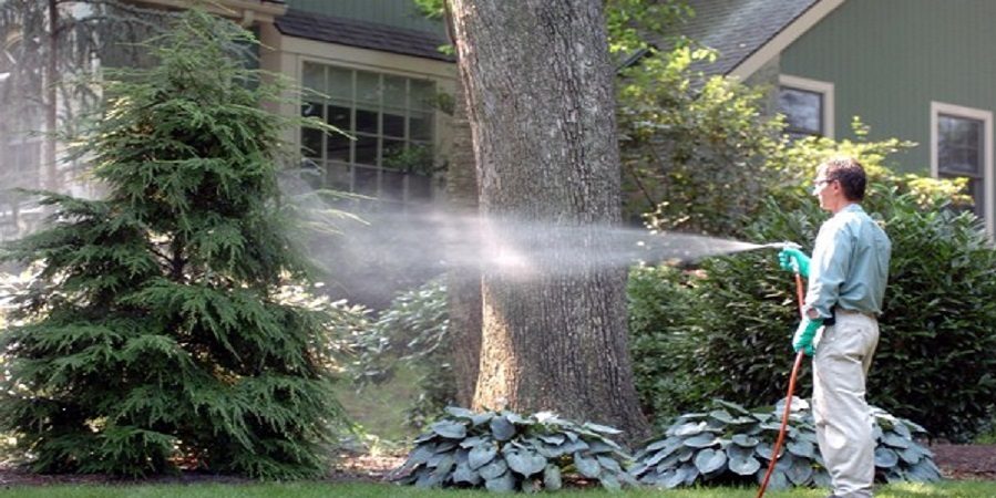 آبپاشی؛ روشی مناسب برای کاهش گرمای درختان
