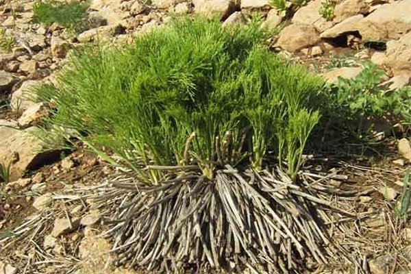 یک مقام مسئول اعلام کرد؛ رشد ۶ برابری تولید گیاه باریجه در مراتع تهران