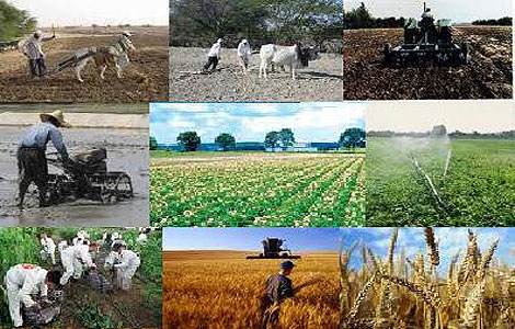 افزایش ۵برابری مروجین کشاورزی/راه اندازی پارک علم و فناوری کشاورزی در البرز