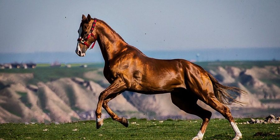 گزارشی از دومین همایش ملی صنعت اسب / ایران ۶۰ هزار رأس اسب دارد