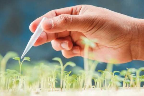 اجرای طرح‌های تحقیقاتی و تولیدی کشاورزی و دامپروری در دانشگاه آزاد ورامین