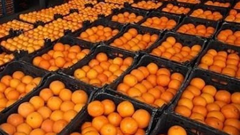 ارسال روزانه ۷۰۰ تن پرتقال شب عید از مازندران به استان ها