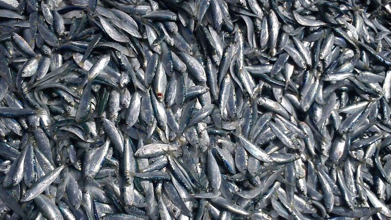 ۱۸ هزار تن ماهی کیلکا در دریای مازندران صید شد